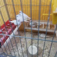 فنچ|پرنده|شیراز, فرگاز|دیوار