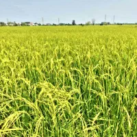 شالیزار به متراژ 3300 متر (باسند تک برگ)