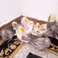تعدادی جوجه و جفت عروس هلندی از500
