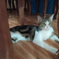 گربه واگذاری