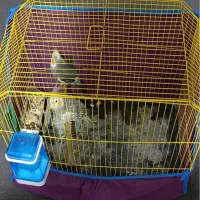 عروس هلندی|پرنده|بندر ماهشهر, |دیوار