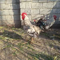 فروش دوعددخروس نژادپلیموت