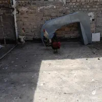 ۴ عدد خروس سرحال قیمت دونه ای۹۰۰تومن قیمت مقطوع