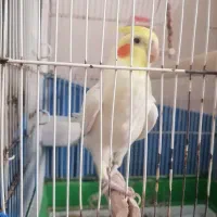 عروس پاریس.