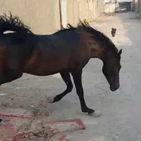 سراج کری  نریون کرددوسر تاییدیه