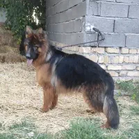 ژرمن شپرد ماده اصیل