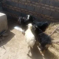 بز و گوسفند