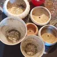 گلدون