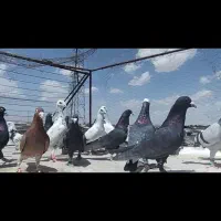 بله نر همه  سوراخ