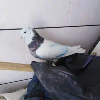 کبوتر طوقی هفت رنگ نر|پرنده|خمینی‌شهر, |دیوار