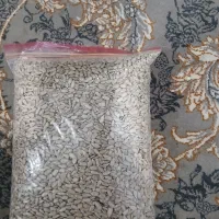 مغز تخمه آفتاب گردون تازه