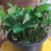 شرکت خدماتی پویندگان