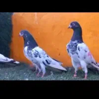 کبوتر|پرنده|داران, |دیوار