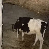 سلام گاو ولشتن برای نگهداری|حیوانات مزرعه|گنبکی, |دیوار