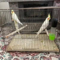 جفت عروس هلندی اماده