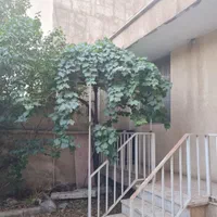 155 متر ویلایی در گلستانها قابل تهاتر با آپارتمان|فروش خانه و ویلا|فردیس, شهرک ۱۱۰|دیوار