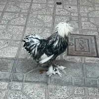 مرغ خروس سلطان