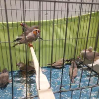 فنج کینگ وزبرا سلامت