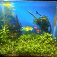 آکواریوم پلنت|ماهی|سنندج, |دیوار