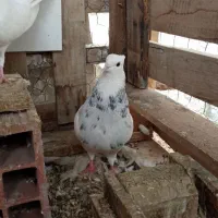 طوقی هفت رنگ  جفت ۳۵۰۰ موقعیت بستک..