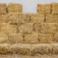 ۳۰۰ عدد پرس گندم فروشی