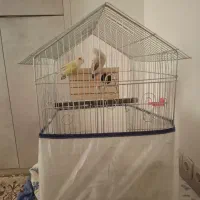 یک جفت طوطی برزیلی کاملا سالم|پرنده|جم, |دیوار