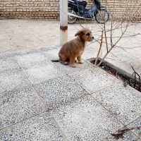 پاپی،لوسی|سگ|تربت‌حیدریه, بالا ولایت|دیوار