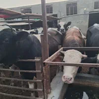 گوساله چاق