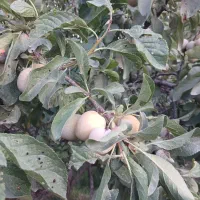 به یک کارگر ساده جهت چیده الو نیازمندیم
