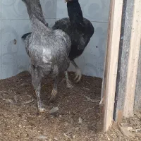 تخم مرغ لاری|حیوانات مزرعه|قزوین, |دیوار