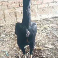 مرغ اوشامو اصل سیاه قد بلند. به ضمانت