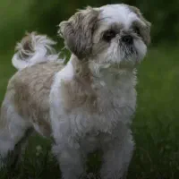 واگذاری یا معاوضه|سگ|قائم‌شهر, |دیوار