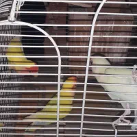 ۱۰عدد کوتوله برزیلی|پرنده|اصفهان, قهاب جنوبی|دیوار