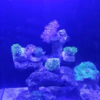 آکواریوم آب شور آبشور با لوازم و ماهی و ریف