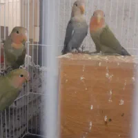 ۴عدد طوطی برزیلی شیطون خوشگل|پرنده|تهران, جمال‌زاده|دیوار