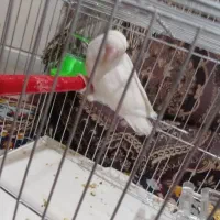 فروش طوطی برزیلی|پرنده|فولادشهر, B1|دیوار