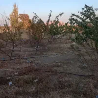 باغ هلو و زردآلو دوتا آلوبالو یک عدد گردو وگل سرخ|فروش زمین و ملک کلنگی|محمدبار, |دیوار