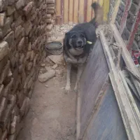 سگ خوب باهوش سگ شناس باشی میشناسی سگو|سگ|زابل, |دیوار