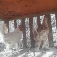 خروس بومی عشایری