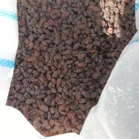 کشمش بیدانه|خوردنی و آشامیدنی|ساوه, |دیوار