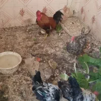 تعدادی خروس به فروش میرود