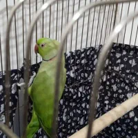 طوطی ملنگو|پرنده|ساوه, |دیوار