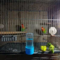 طوطی برزی نر و ماده و سالم