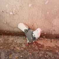 یک جفت کفتر خوب|پرنده|بومهن, |دیوار