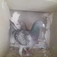 فروش دوعدپلاکی