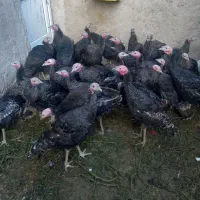 آماده پروار شدن|حیوانات مزرعه|رزن, |دیوار