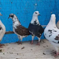 ۱۱تا کفتر یجایی خوش خال و پرشی