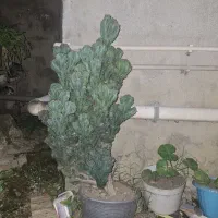 گل صخره ای