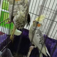 عروس هلندی|پرنده|فشاپویه, |دیوار