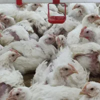 استخدام کارگر مرغداری